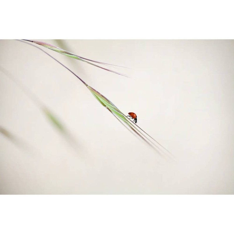 MARBURG | Walking Ladybug